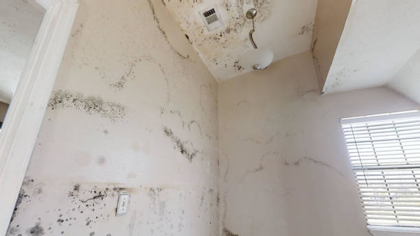  Marshfield, MO Mold Removal Pros